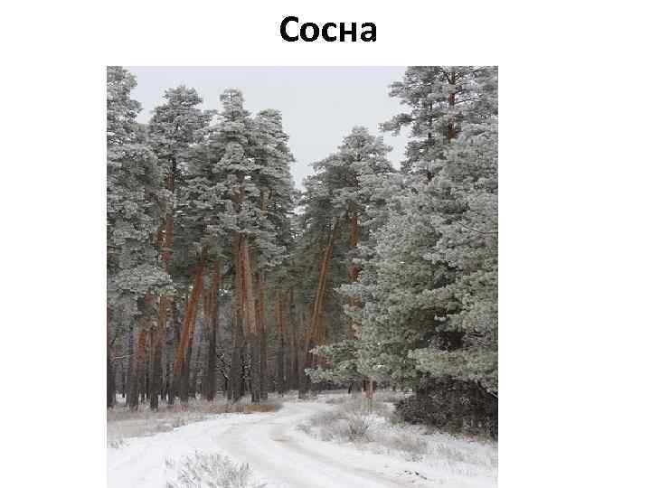 Сосна 