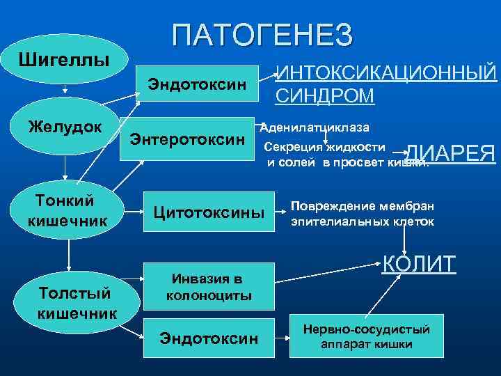 Шигеллы ПАТОГЕНЕЗ ИНТОКСИКАЦИОННЫЙ СИНДРОМ Эндотоксин Желудок Тонкий кишечник Толстый кишечник Энтеротоксин Аденилатциклаза Секреция жидкости