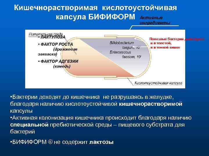 Кишечнорастворимая кислотоустойчивая капсула БИФИФОРМ Активные ингредиенты • ЛАКТУЛОЗА • ФАКТОР РОСТА (дрожжевая закваска) Полезные