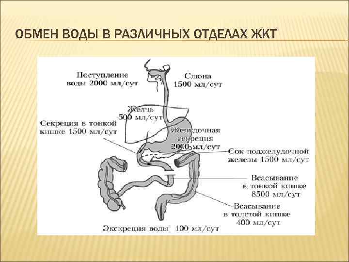 ОБМЕН ВОДЫ В РАЗЛИЧНЫХ ОТДЕЛАХ ЖКТ 