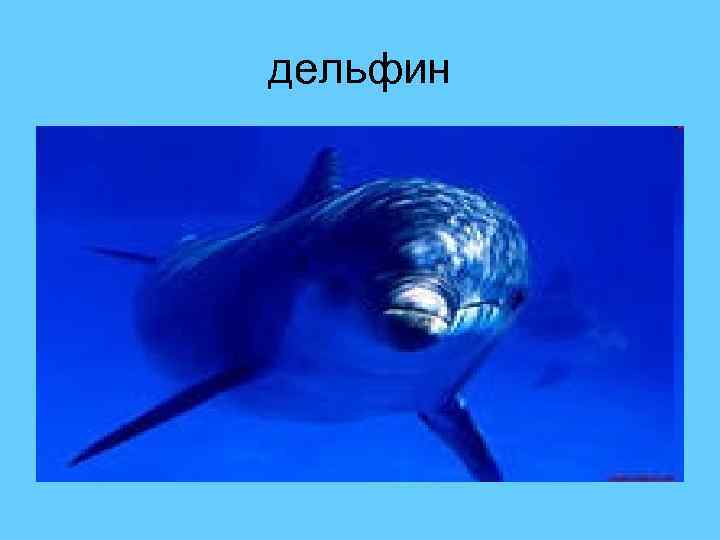 дельфин 