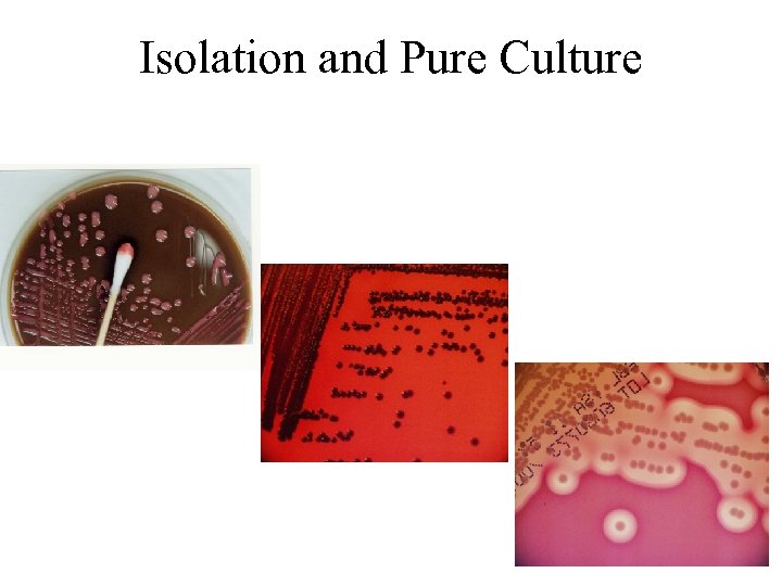Isolation and Pure Culture 