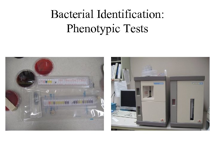 Bacterial Identification: Phenotypic Tests 