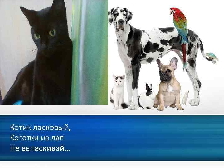 Котик ласковый, Коготки из лап Hе вытаскивай… 