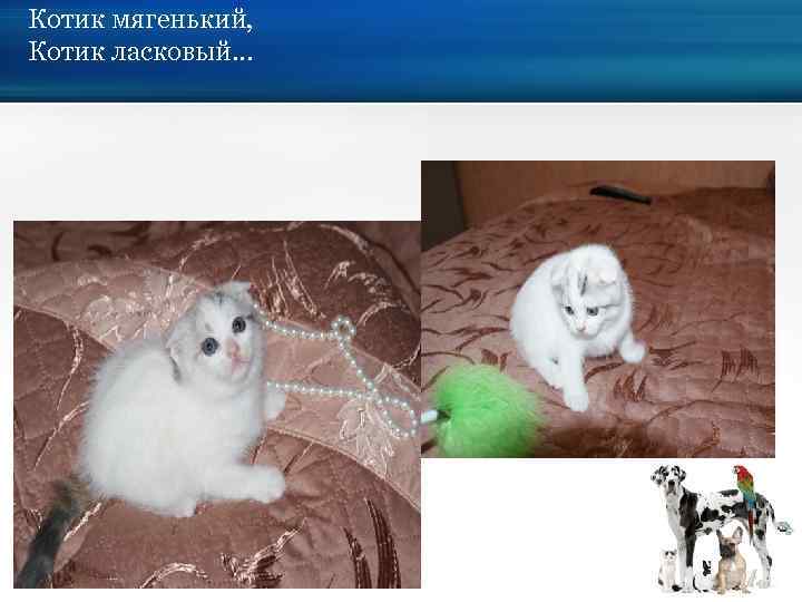 Котик мягенький, Котик ласковый… 