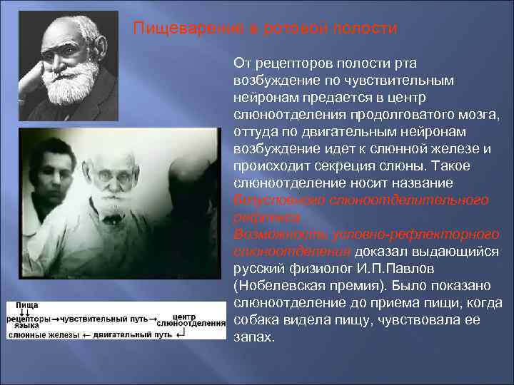 Пищеварение в ротовой полости От рецепторов полости рта возбуждение по чувствительным нейронам предается в