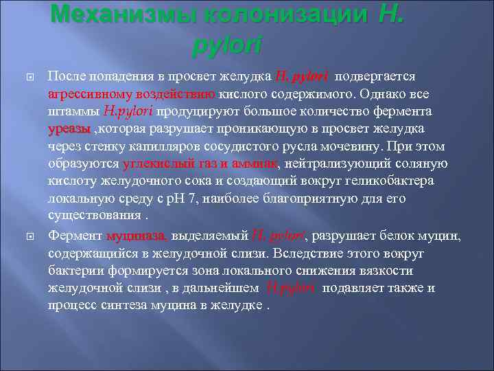 Механизмы колонизации H. рylori После попадения в просвет желудка H. рylori подвергается агрессивному воздействию