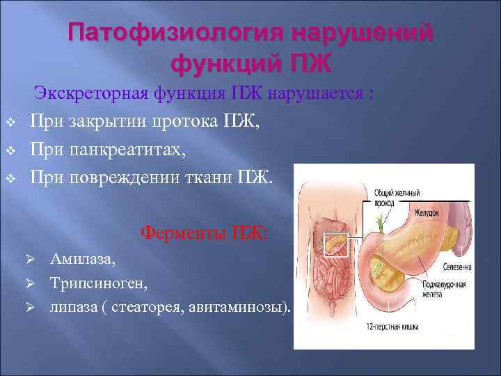 Патофизиология нарушений функций ПЖ v v v Экскреторная функция ПЖ нарушается : При закрытии