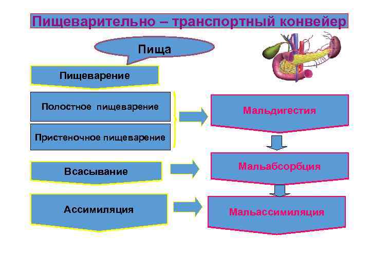 Пищеварительно – транспортный конвейер Пища Пищеварение Полостное пищеварение Мальдигестия Пристеночное пищеварение Всасывание Ассимиляция Мальабсорбция