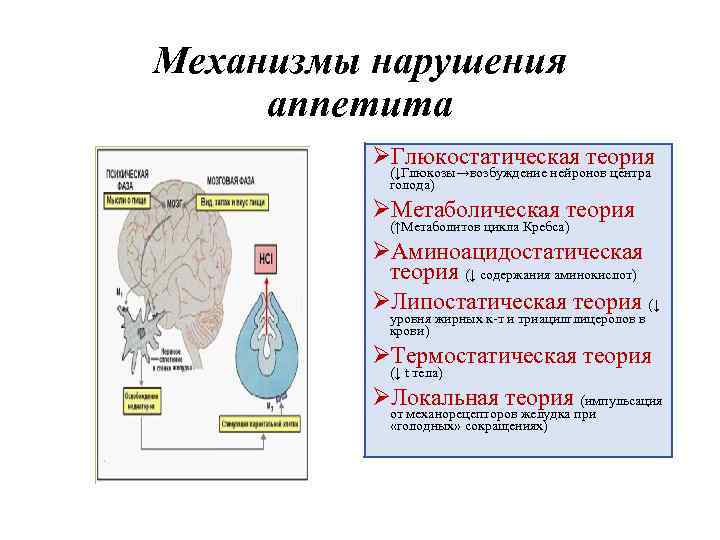 Механизмы нарушения аппетита ØГлюкостатическая теория (↓Глюкозы→возбуждение нейронов центра голода) ØМетаболическая теория (↑Метаболитов цикла Кребса)