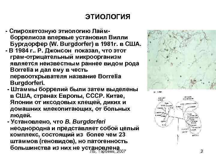 ЭТИОЛОГИЯ - Спирохетозную этиологию Лаймборрелиоза впервые установил Вилли Бургдорфер (W. Burgdorfer) в 1981 г.