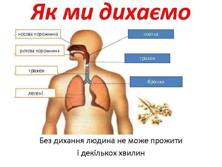 Як ми дихаємо носова порожнина глотка носова ротова порожнина трахея бронхи легені Без дихання