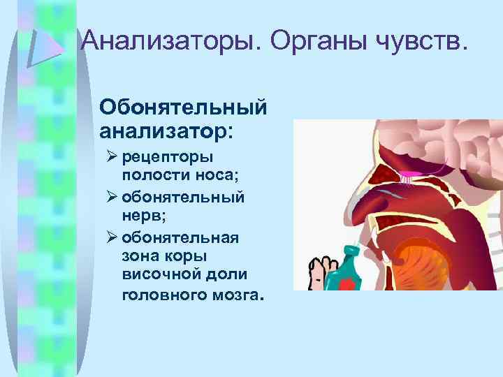 Анализаторы. Органы чувств. Обонятельный анализатор: рецепторы полости носа; обонятельный нерв; обонятельная зона коры височной