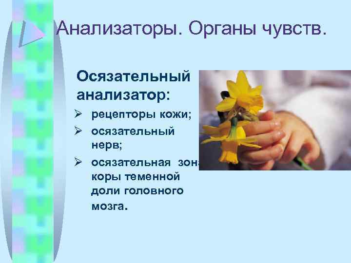 Анализаторы. Органы чувств. Осязательный анализатор: рецепторы кожи; осязательный нерв; осязательная зона коры теменной доли