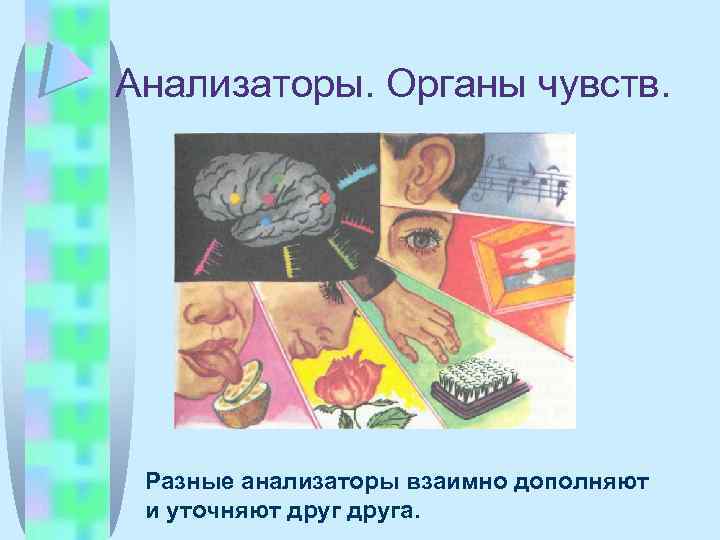 Анализаторы. Органы чувств. Разные анализаторы взаимно дополняют и уточняют друга. 