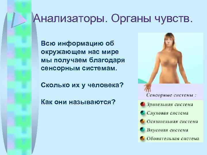 Анализаторы. Органы чувств. Всю информацию об окружающем нас мире мы получаем благодаря сенсорным системам.