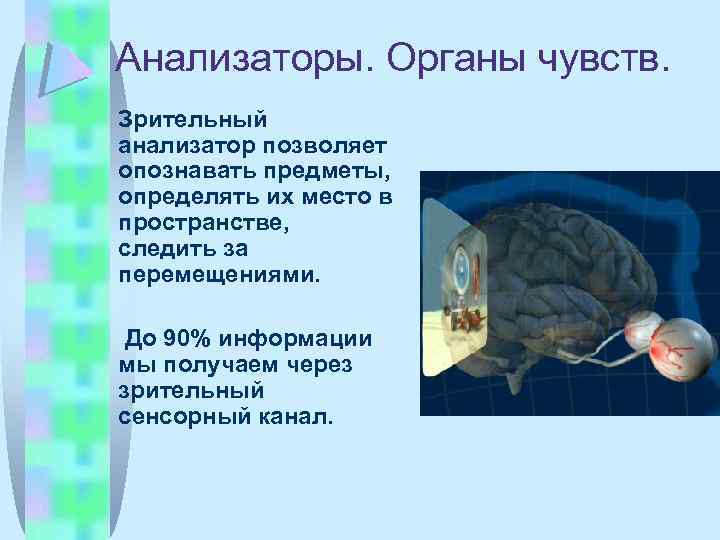 Анализаторы. Органы чувств. Зрительный анализатор позволяет опознавать предметы, определять их место в пространстве, следить
