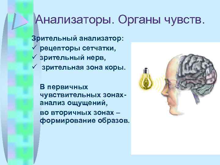 Анализаторы. Органы чувств. Зрительный анализатор: рецепторы сетчатки, зрительный нерв, зрительная зона коры. В первичных