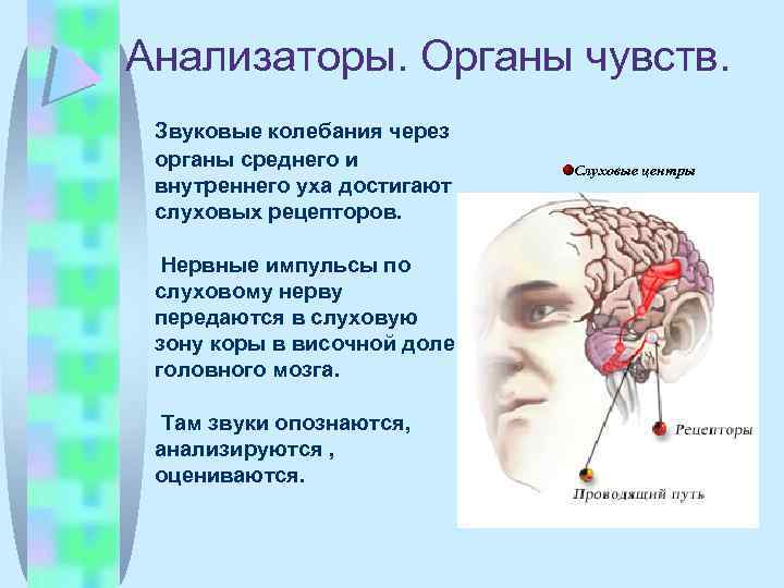 Анализаторы. Органы чувств. Звуковые колебания через органы среднего и внутреннего уха достигают слуховых рецепторов.