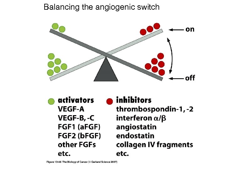 Balancing the angiogenic switch 