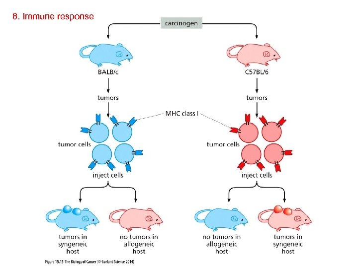 8. Immune response 