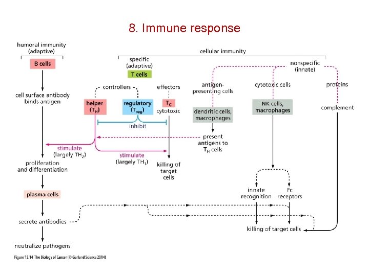 8. Immune response 