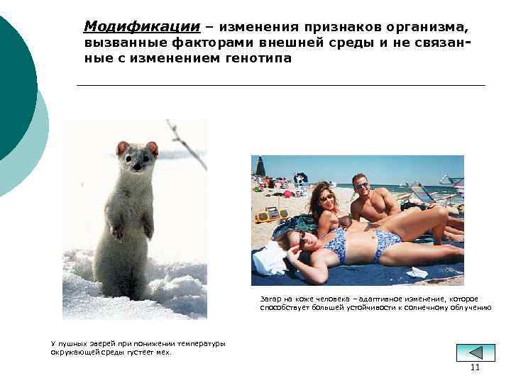 Модификации – изменения признаков организма, вызванные факторами внешней среды и не связанные с изменением