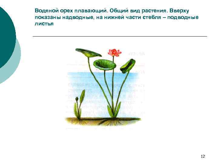 Водяной орех плавающий. Общий вид растения. Вверху показаны надводные, на нижней части стебля –