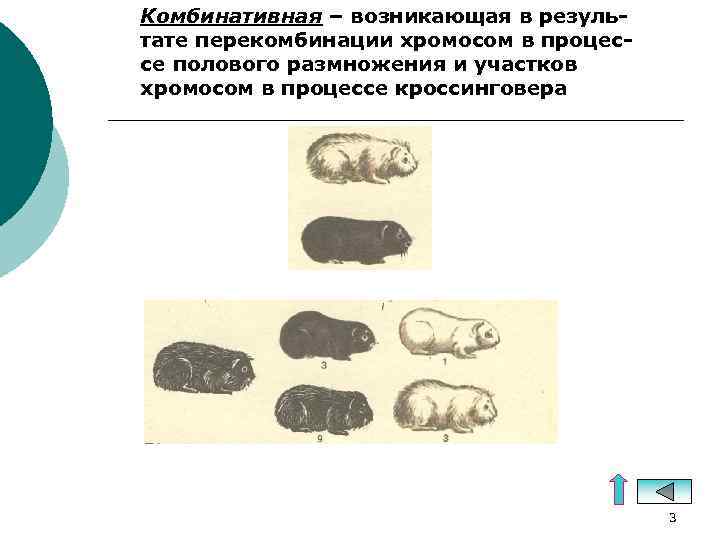 Комбинативная – возникающая в результате перекомбинации хромосом в процессе полового размножения и участков хромосом