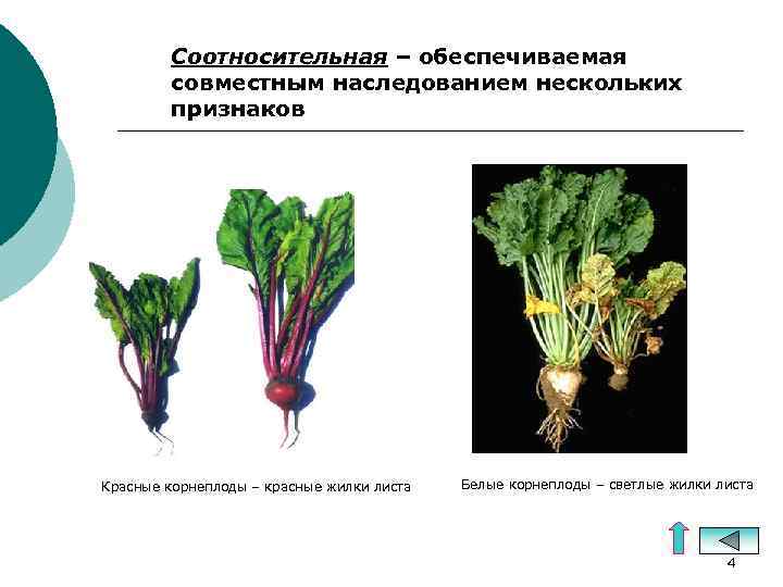 Соотносительная – обеспечиваемая совместным наследованием нескольких признаков Красные корнеплоды – красные жилки листа Белые