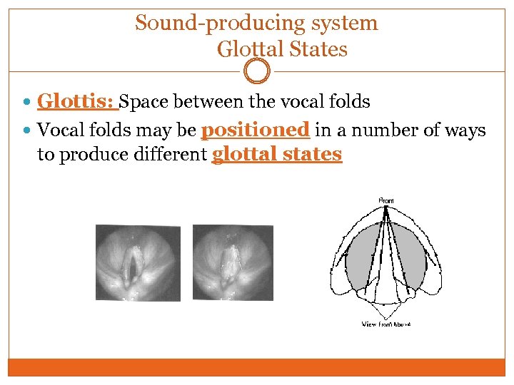 Sound-producing system Glottal States Glottis: Space between the vocal folds Vocal folds may be