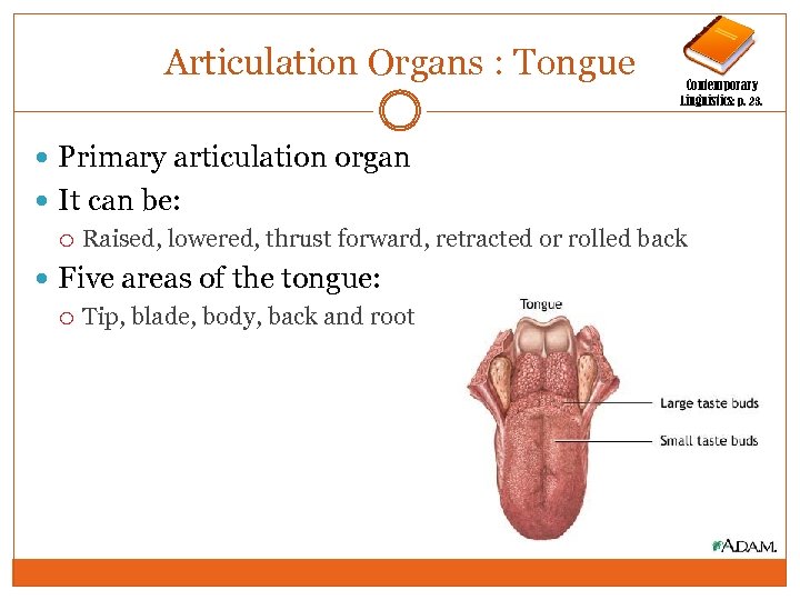 Articulation Organs : Tongue Contemporary Linguistics: p. 23. Primary articulation organ It can be:
