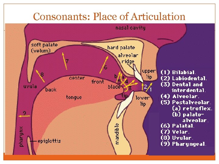 Consonants: Place of Articulation 
