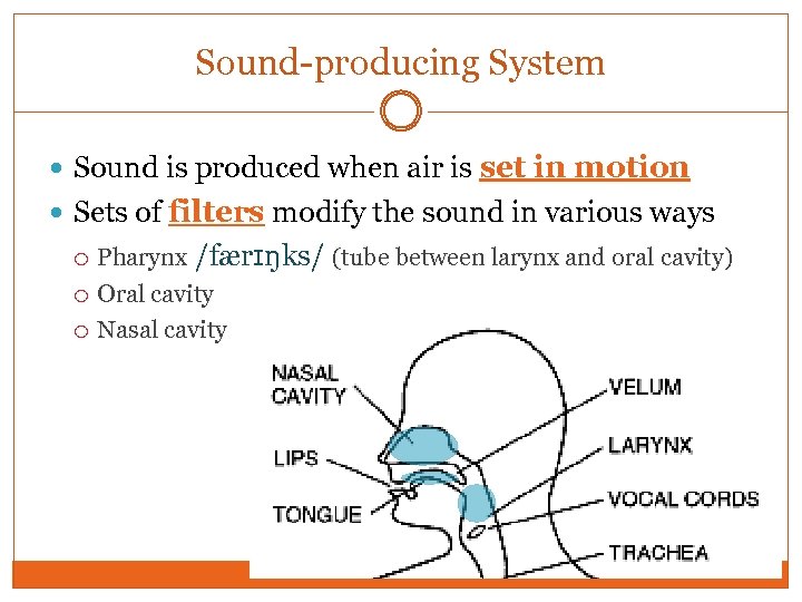 Sound-producing System Sound is produced when air is set in motion Sets of filters