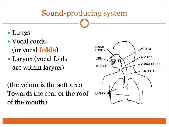 Sound-producing system Lungs Vocal cords (or vocal folds) Larynx (vocal folds are within larynx)