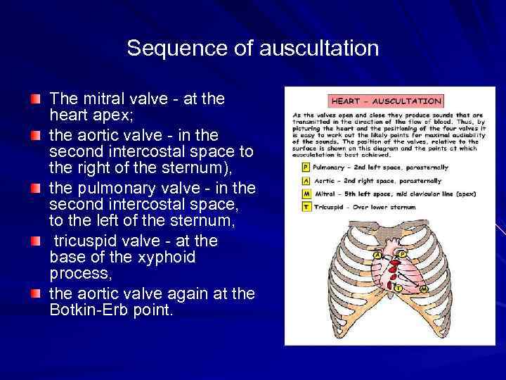 Sequence of auscultation The mitral valve at the heart apex; the aortic valve in