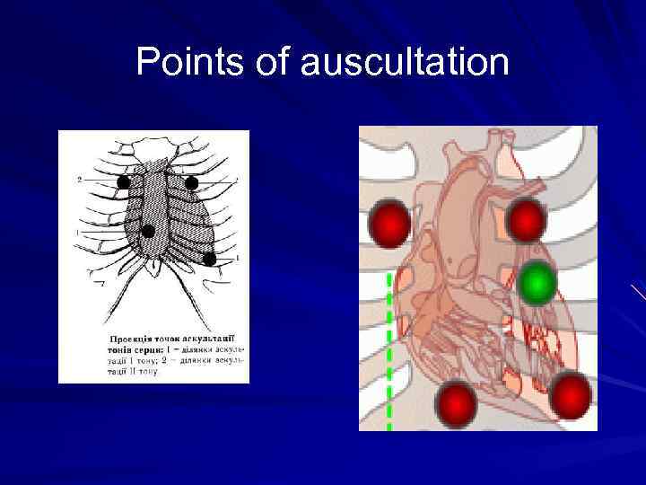 Points of auscultation 