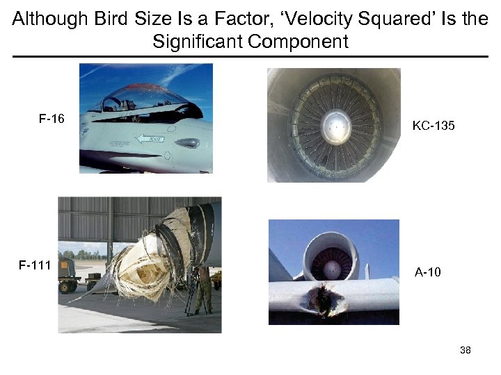 Although Bird Size Is a Factor, ‘Velocity Squared’ Is the Significant Component F-16 F-111