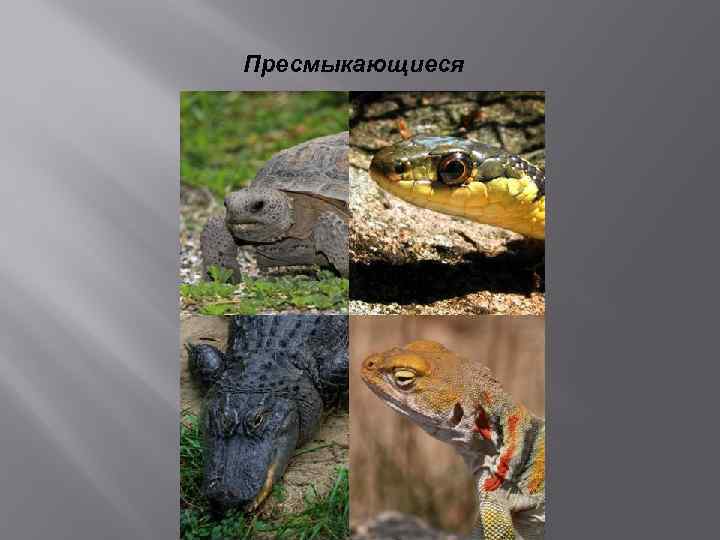 Пресмыкающиеся 