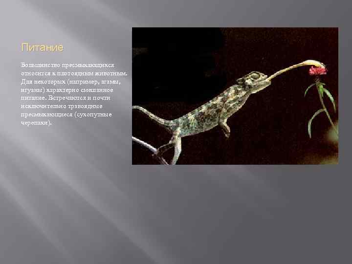 Питание Большинство пресмыкающихся относится к плотоядным животным. Для некоторых (например, агамы, игуаны) характерно смешанное
