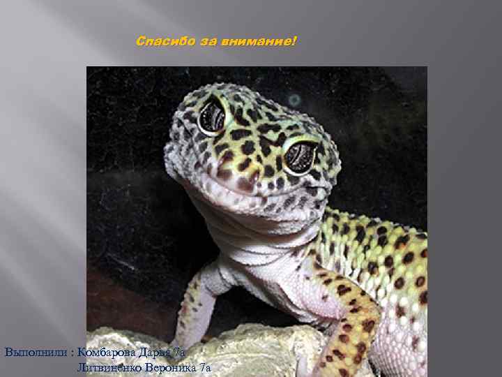 Спасибо за внимание! Выполнили : Комбарова Дарья 7 а Литвиненко Вероника 7 а 