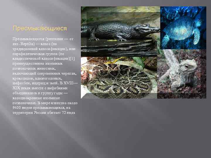 . Пресмыка ющиеся (рептилии — от лат. Reptilia) — класс (по традиционной классификации), или