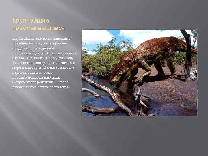 Крупнейшие пресмыкающиеся Крупнейшие наземные животные принадлежали к динозаврам — представителям древних пресмыкающихся. Пресмыкающиеся пережили