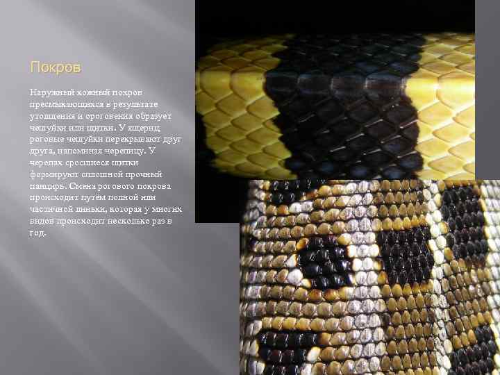 Покров Наружный кожный покров пресмыкающихся в результате утолщения и ороговения образует чешуйки или щитки.