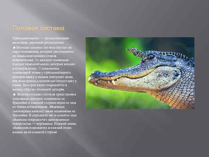 Половая система Пресмыкающиеся — раздельнополые животные, двуполое размножение. ☻Мужская половая система состоит из пары