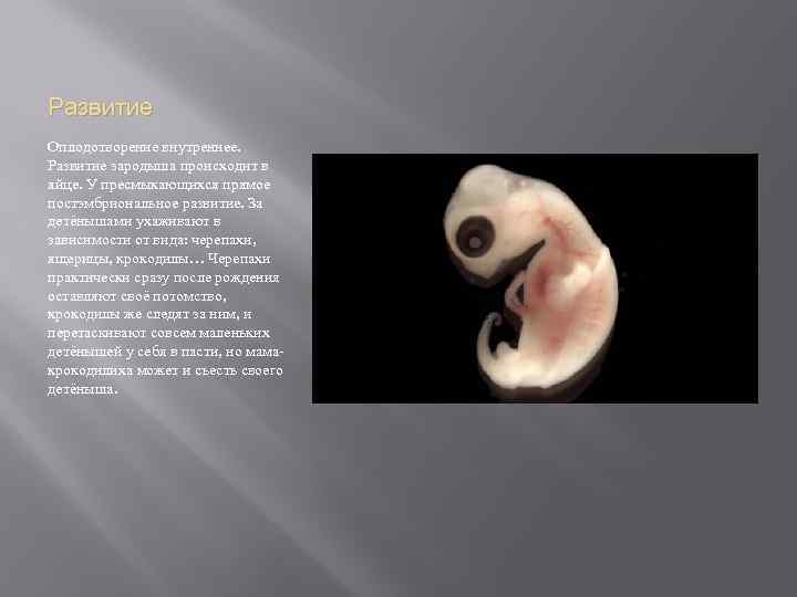 Развитие Оплодотворение внутреннее. Развитие зародыша происходит в яйце. У пресмыкающихся прямое постэмбриональное развитие. За