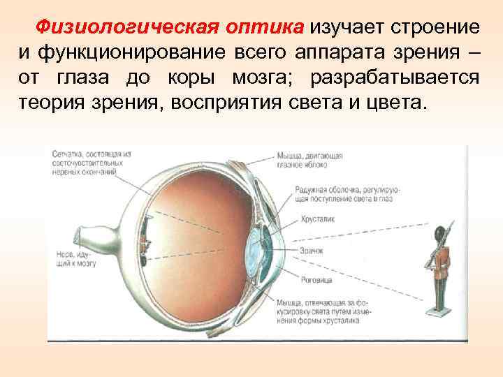 Физиологическая оптика изучает строение и функционирование всего аппарата зрения – от глаза до коры