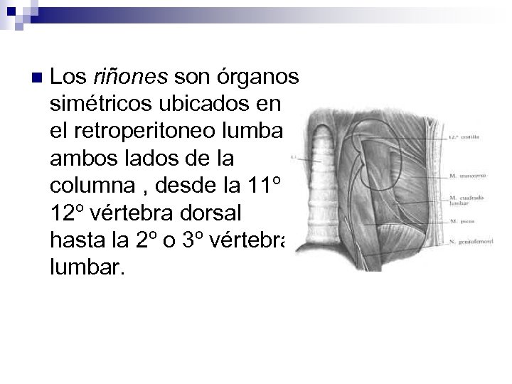 n Los riñones son órganos simétricos ubicados en el retroperitoneo lumbar ambos lados de