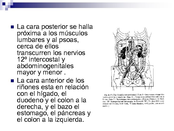 n n La cara posterior se halla próxima a los músculos lumbares y al