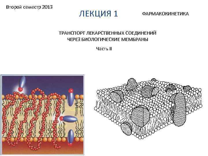 Второй семестр 2013 ЛЕКЦИЯ 1 ФАРМАКОКИНЕТИКА ТРАНСПОРТ ЛЕКАРСТВЕННЫХ СОЕДИНЕНИЙ ЧЕРЕЗ БИОЛОГИЧЕСКИЕ МЕМБРАНЫ Часть II